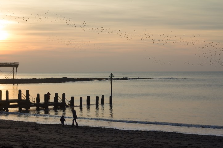 Dance of the Starlings 3