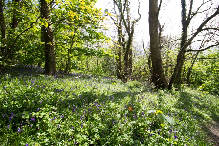 Gogerddan Bluebells 6